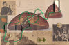 pluck: assemblage postcard by Frank Turek (thumbnail)